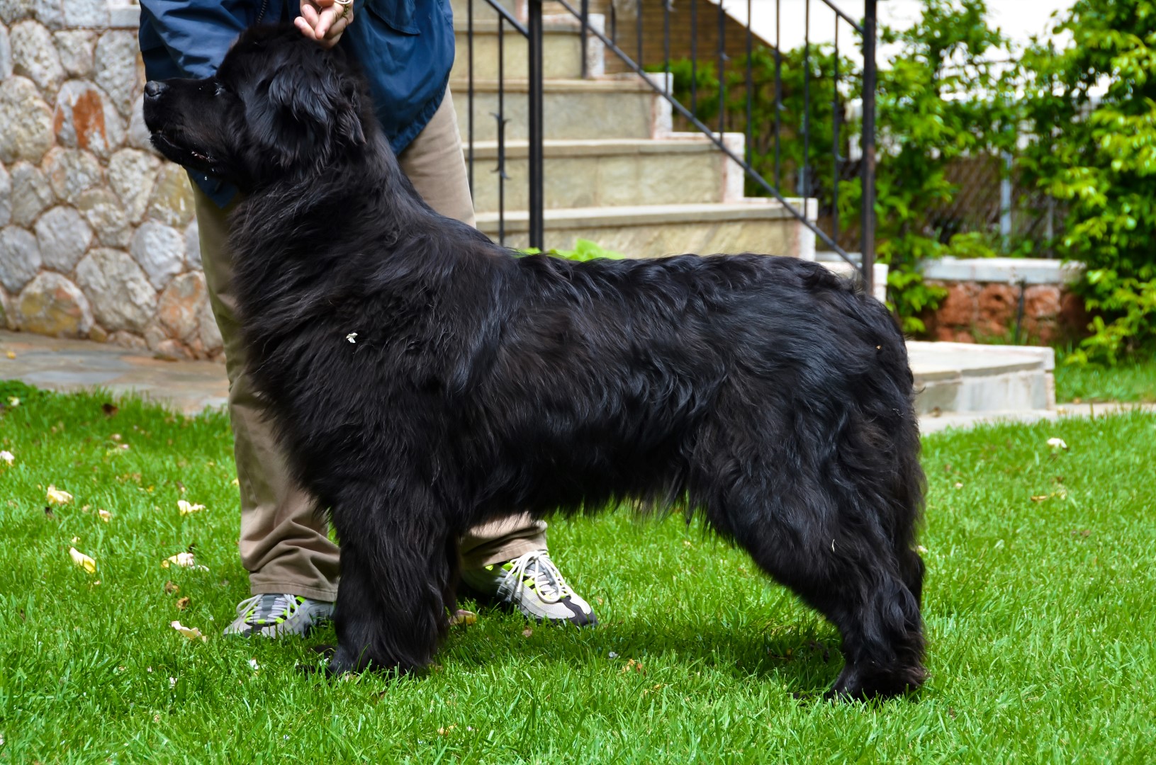 Τα Σκυλιά Μας Εκτροφείο Σκύλων Νέας Γης Newfoundland Kennel Newfoundland Breeder